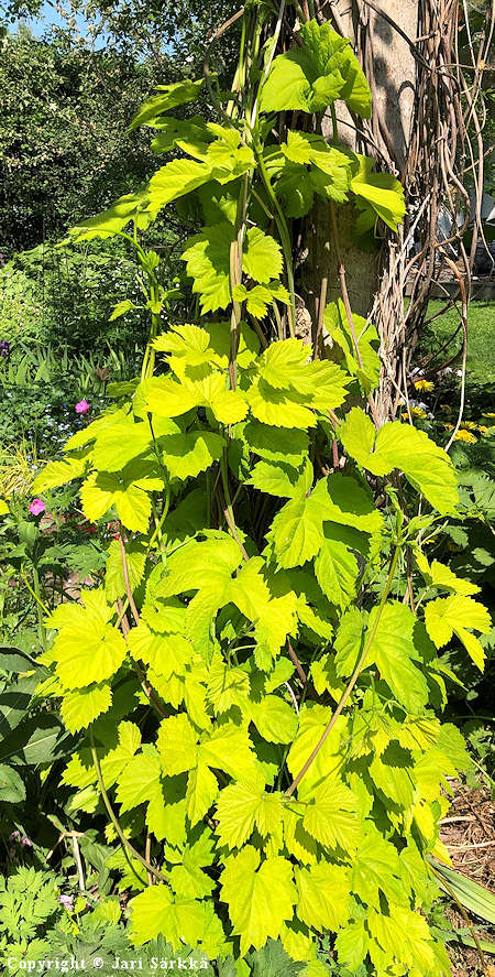 Humulus lupulus 'Aureus'